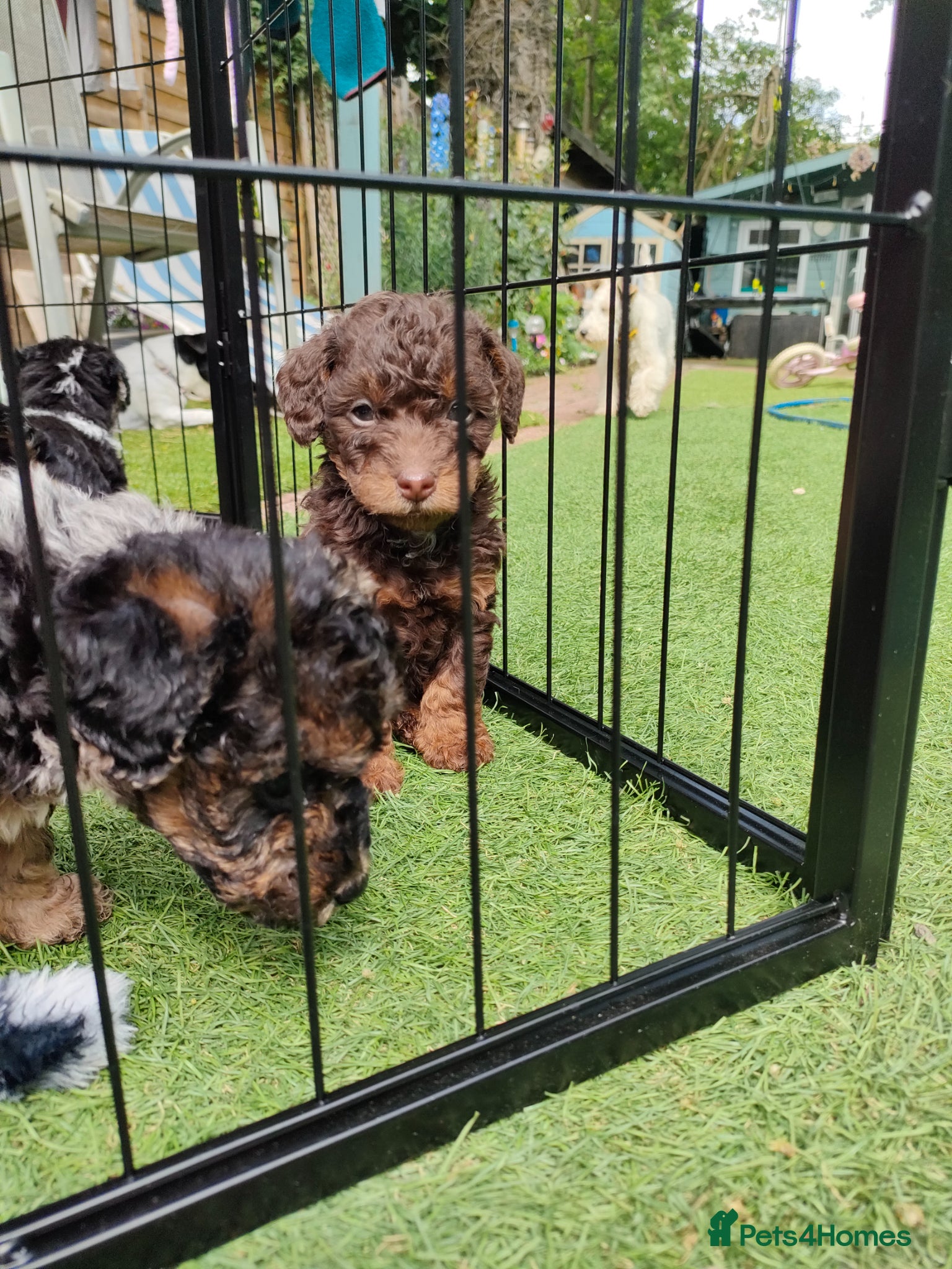 Jackapoo dogs F1b jackapoo puppies - Advert 15