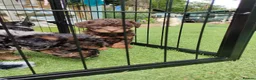 Jackapoo dogs for sale: F1b jackapoo puppies - Advert 10