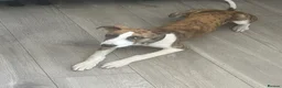 Mixed Breed dogs for sale: Collie bull greyhound  in Houghton le Spring - Advert 4
