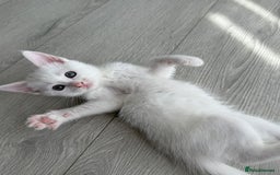 Turkish Angora cats for sale: 4 Beautiful Turkish Angora Mix Kittens - Image 7