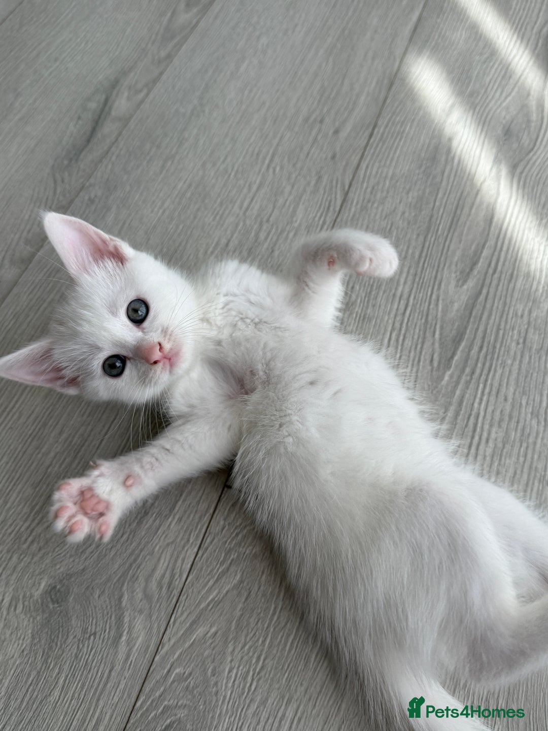 Turkish Angora cats for sale: 4 Beautiful Turkish Angora Mix Kittens - Image 7