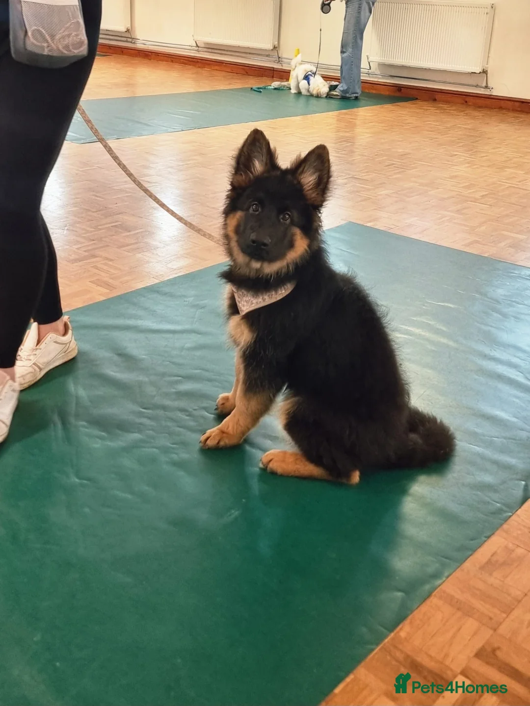 German Shepherd dogs for sale: 7 month old female GSD - Advert 10