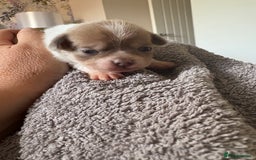 Chihuahua dogs for sale: 🩷 smooth coat chihuahua girls for you🩷  - Image 5
