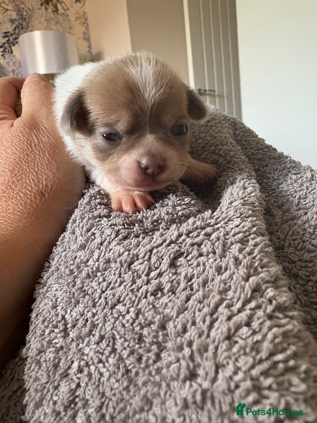 Chihuahua dogs for sale: 🩷 smooth coat chihuahua girls for you🩷  - Image 5