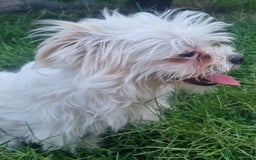 Bichon Frise dogs for adoption: KHAAN - a superb, little boy, for a Loving Home - Image 2