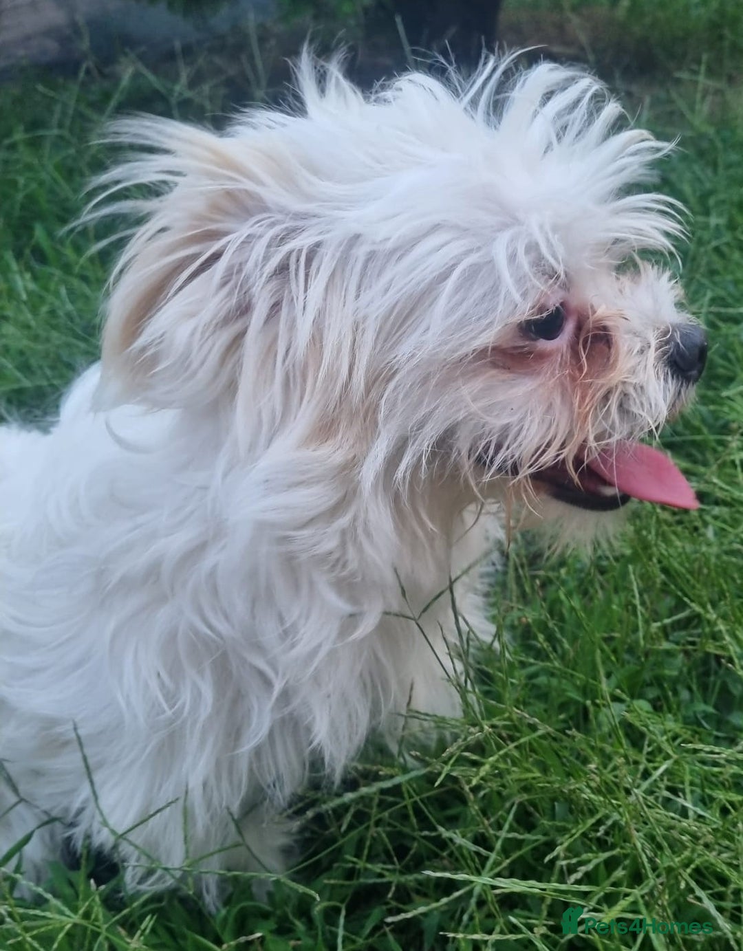 Bichon Frise dogs for adoption: KHAAN - a superb, little boy, for a Loving Home - Image 2