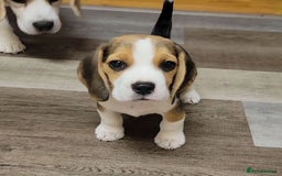Beagle dogs for sale: Beagle puppies ready for sale  - Image 6