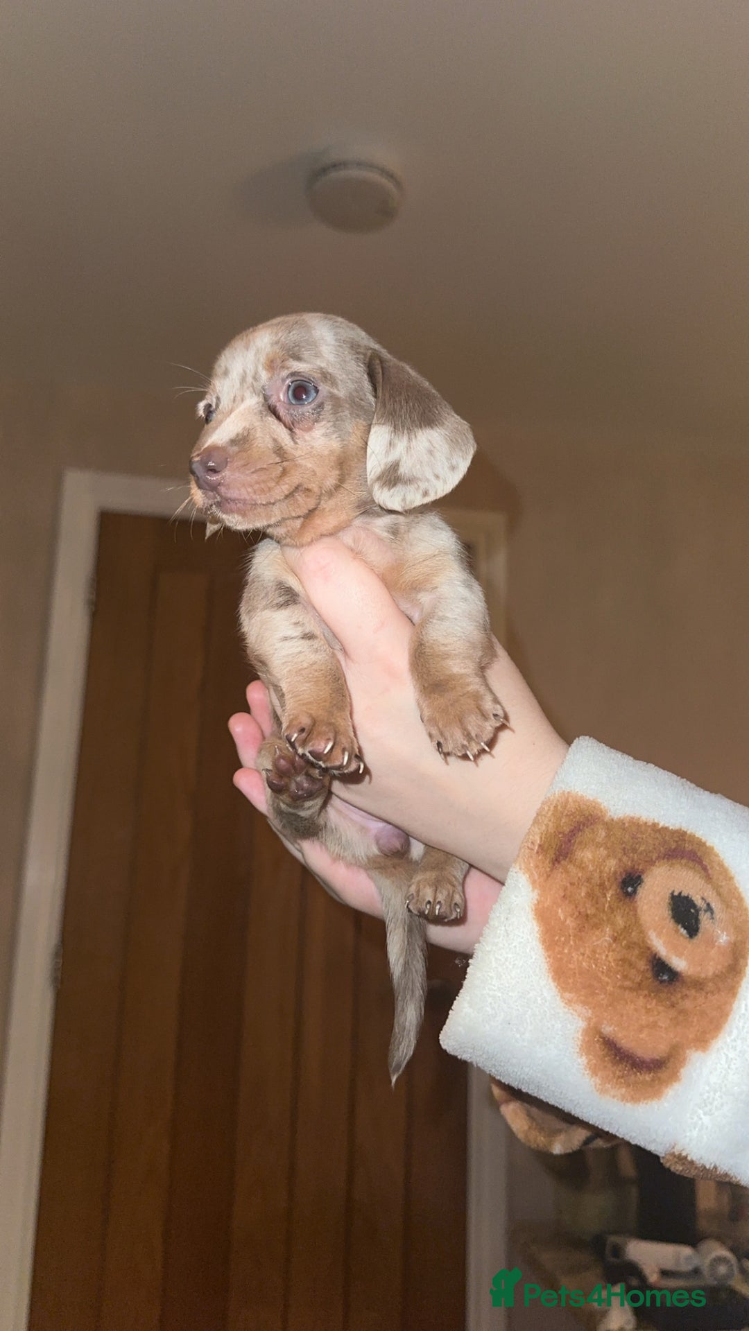 Miniature Dachshund dogs for sale: Miniature Dachshund Puppies - Image 18