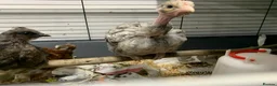 Chickens poultry for sale: Orpingtons plus - Advert 12