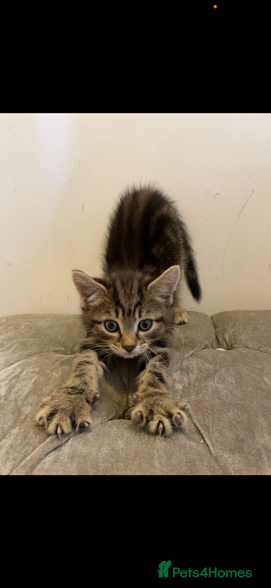 Mixed Breed cats for sale: Kittens ready now  - Image 4