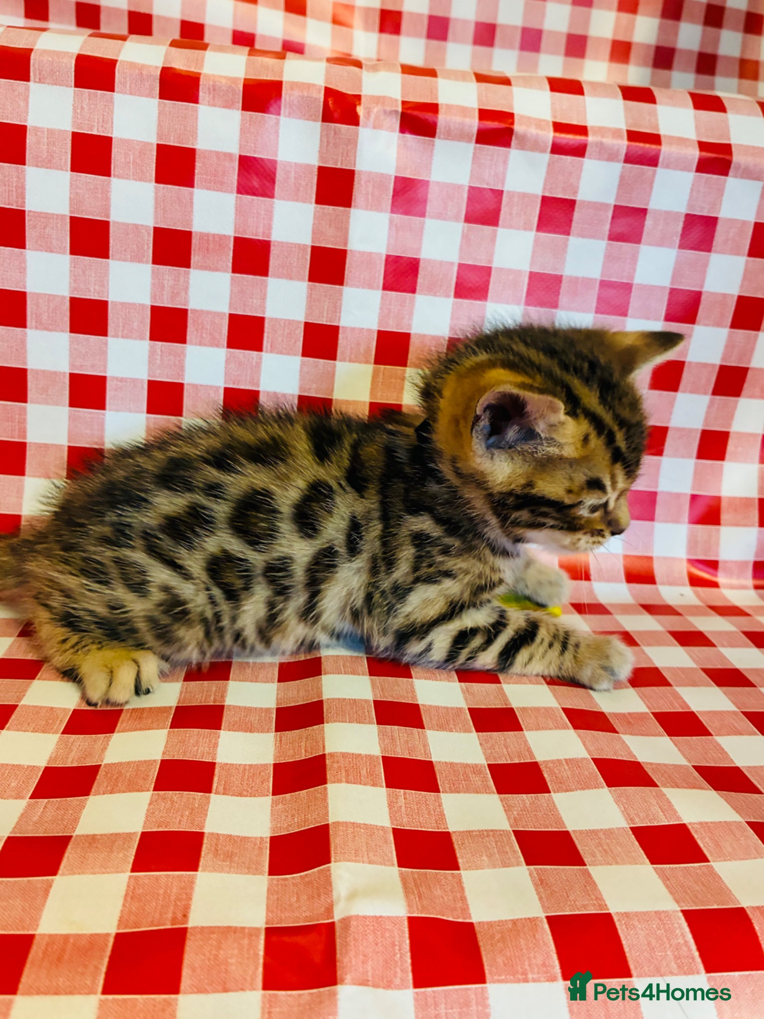 Bengal cats Amazing Bengal kittens  - Advert 2