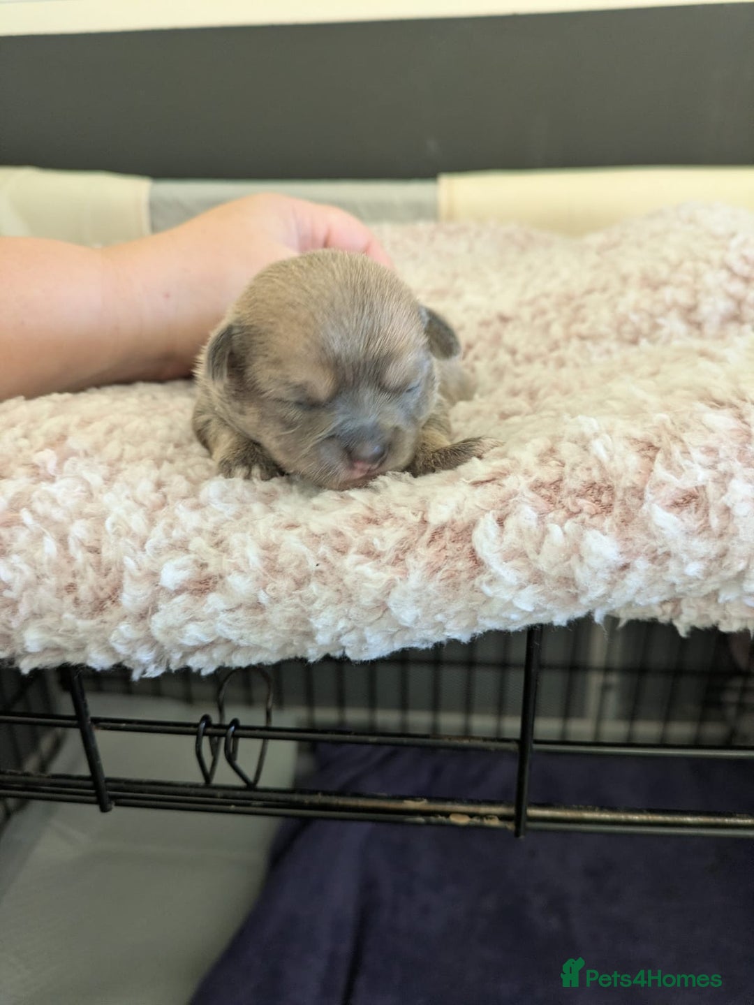 Pomchi dogs for sale: Pomchi pups - Advert 8