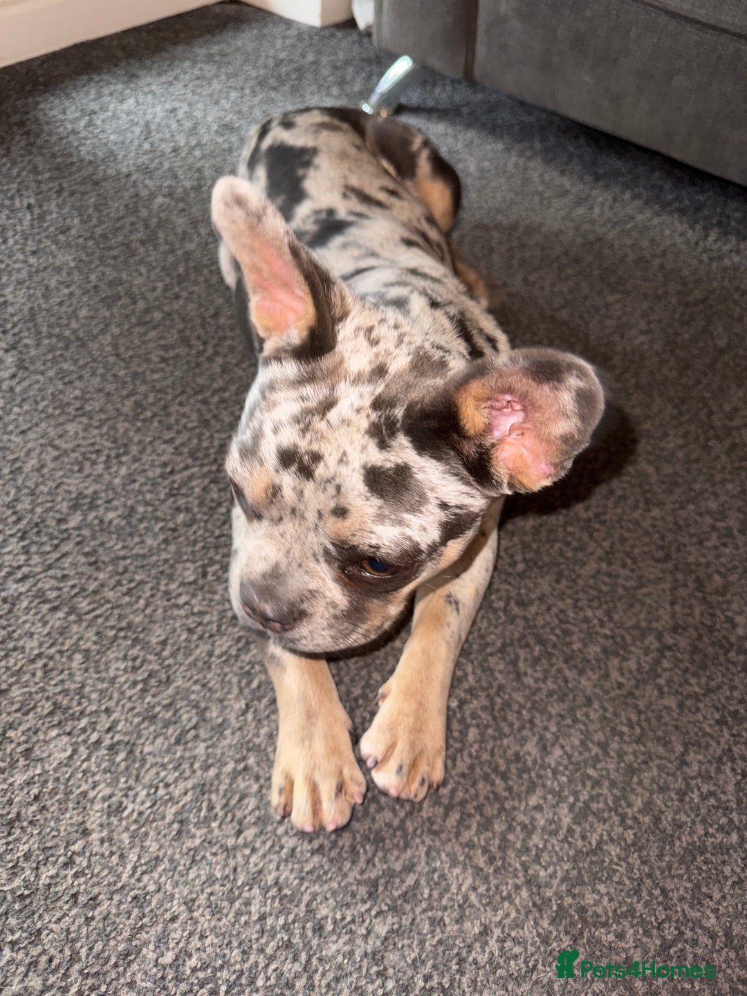 French Bulldog dogs for sale: Merle Female Frenchie For Sale  - Image 1