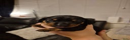 Miniature Dachshund dogs for sale: Beautiful Black & Tan Miniature Dachund Puppies - Advert 7