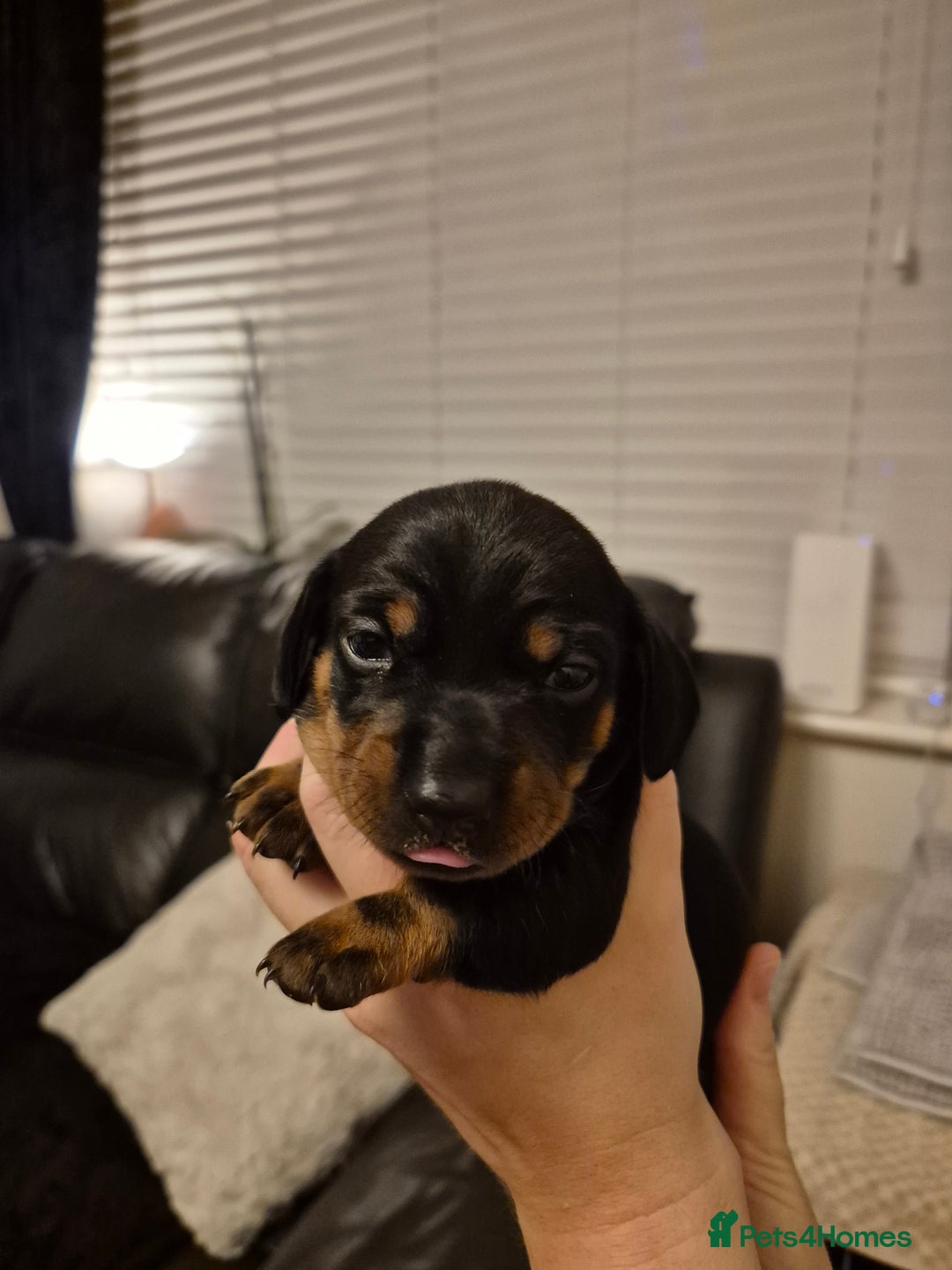 Miniature Dachshund dogs for sale: Beautiful Black & Tan Miniature Dachund Puppies - Advert 7