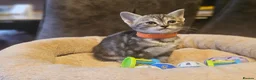 Savannah cats for sale: F3 Savannah Kittens for Sale - Advert 12