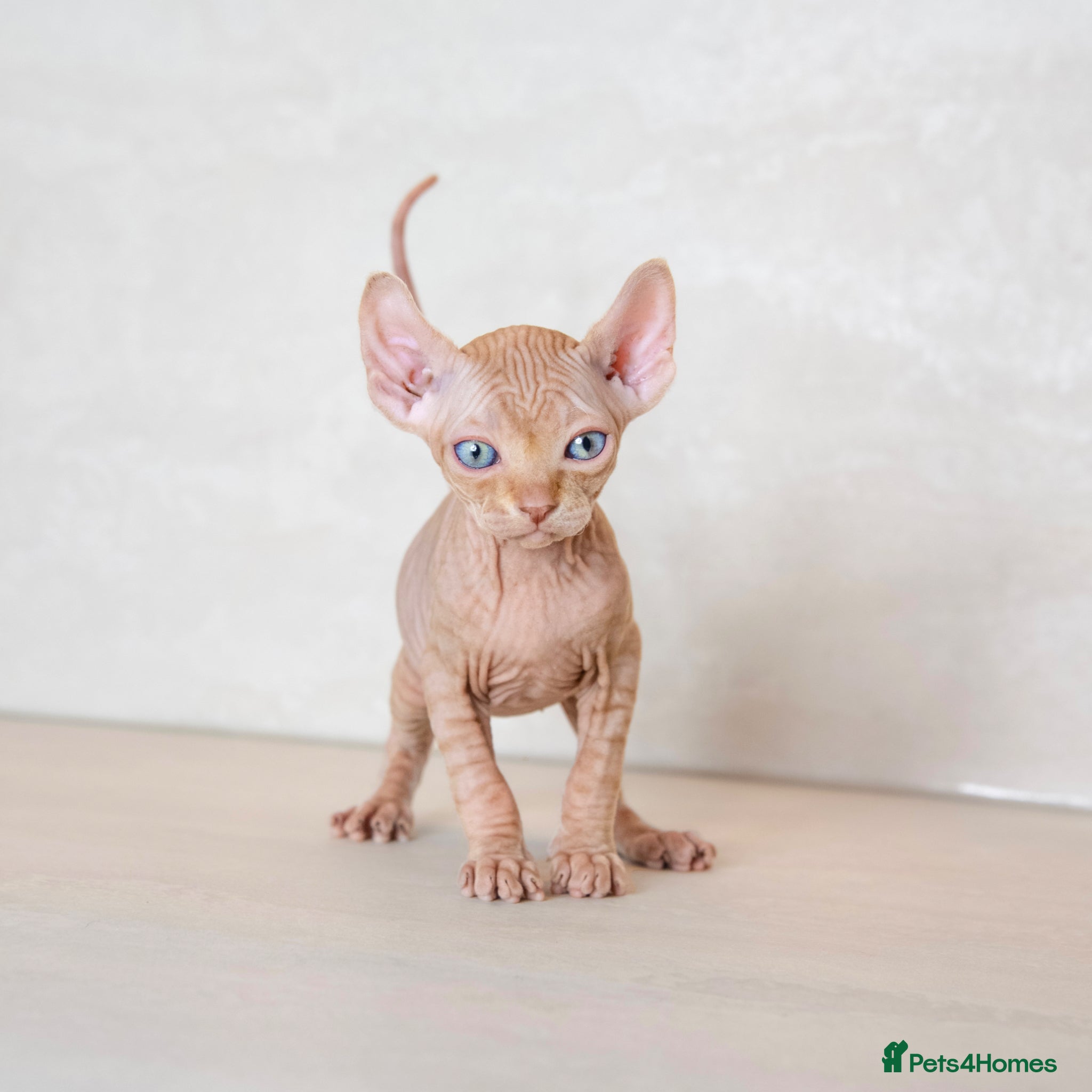 Sphynx cats for sale: Champion Sphynx kittens ready to go  - Advert 7