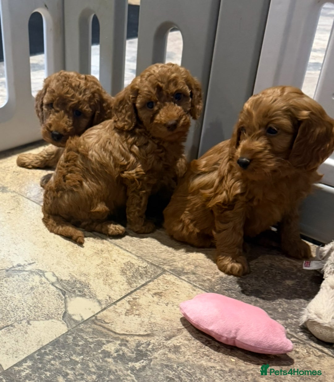 Cockapoo dogs for sale: MINI F1b COCKAPOO Puppies - Advert 19