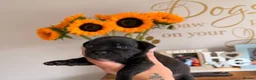 Staffordshire Bull Terrier dogs for sale: Red and brindle Stafford puppies available ❤️🐾 - Advert 2