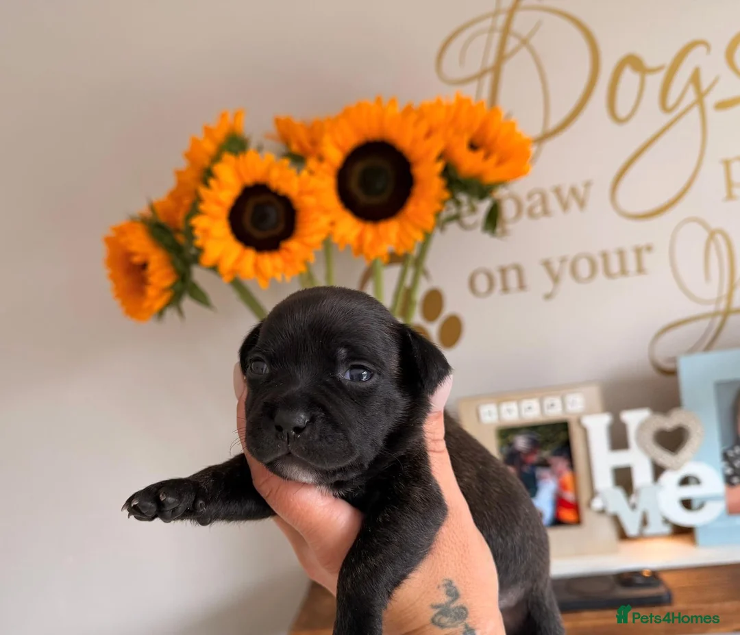 Staffordshire Bull Terrier dogs for sale: Red and brindle Stafford puppies available ❤️🐾 - Advert 2