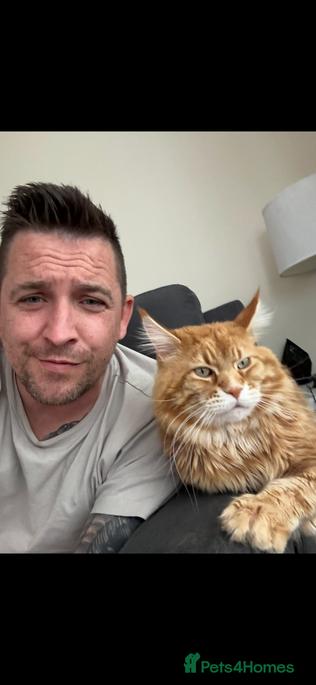 Maine Coon cats for sale: Maine coon  - Advert 17