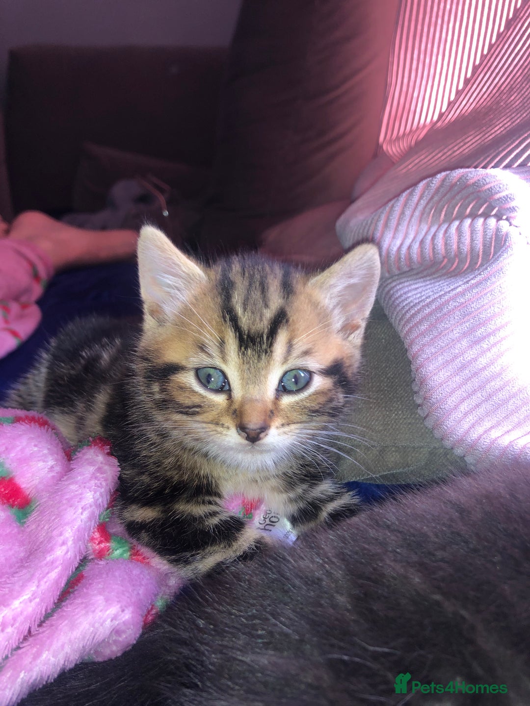 Bombay cats for sale: 🐾🌟tow lovely boys lefted🌟🐾 - Image 2