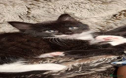 Ragdoll cats for sale: 3 Male Kittens Ragdoll X Turkish Angora  - Image 22