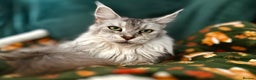 Maine Coon cats for sale: Registered russian pedigree silver maine coon girl - Advert 10
