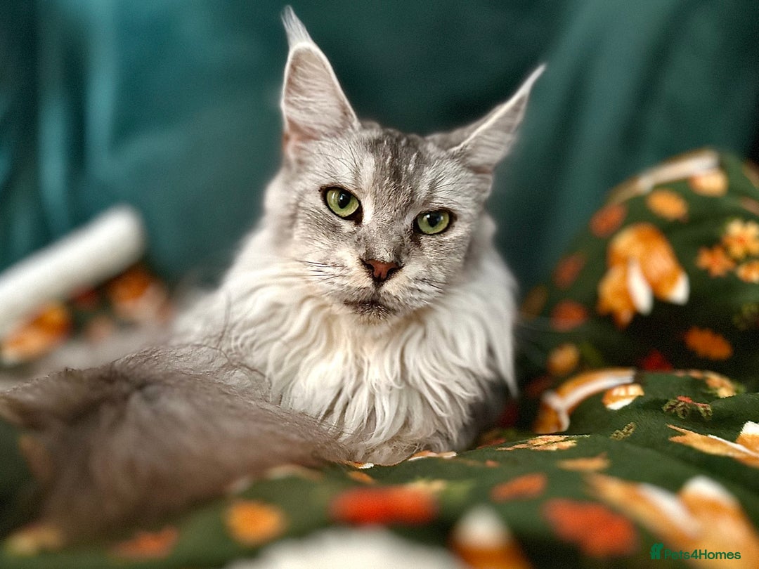 Maine Coon cats for sale: Registered russian pedigree silver maine coon girl - Advert 10