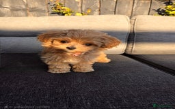 Maltipoo dogs for sale: Quality Exceptionally small maltipoos   - Image 1
