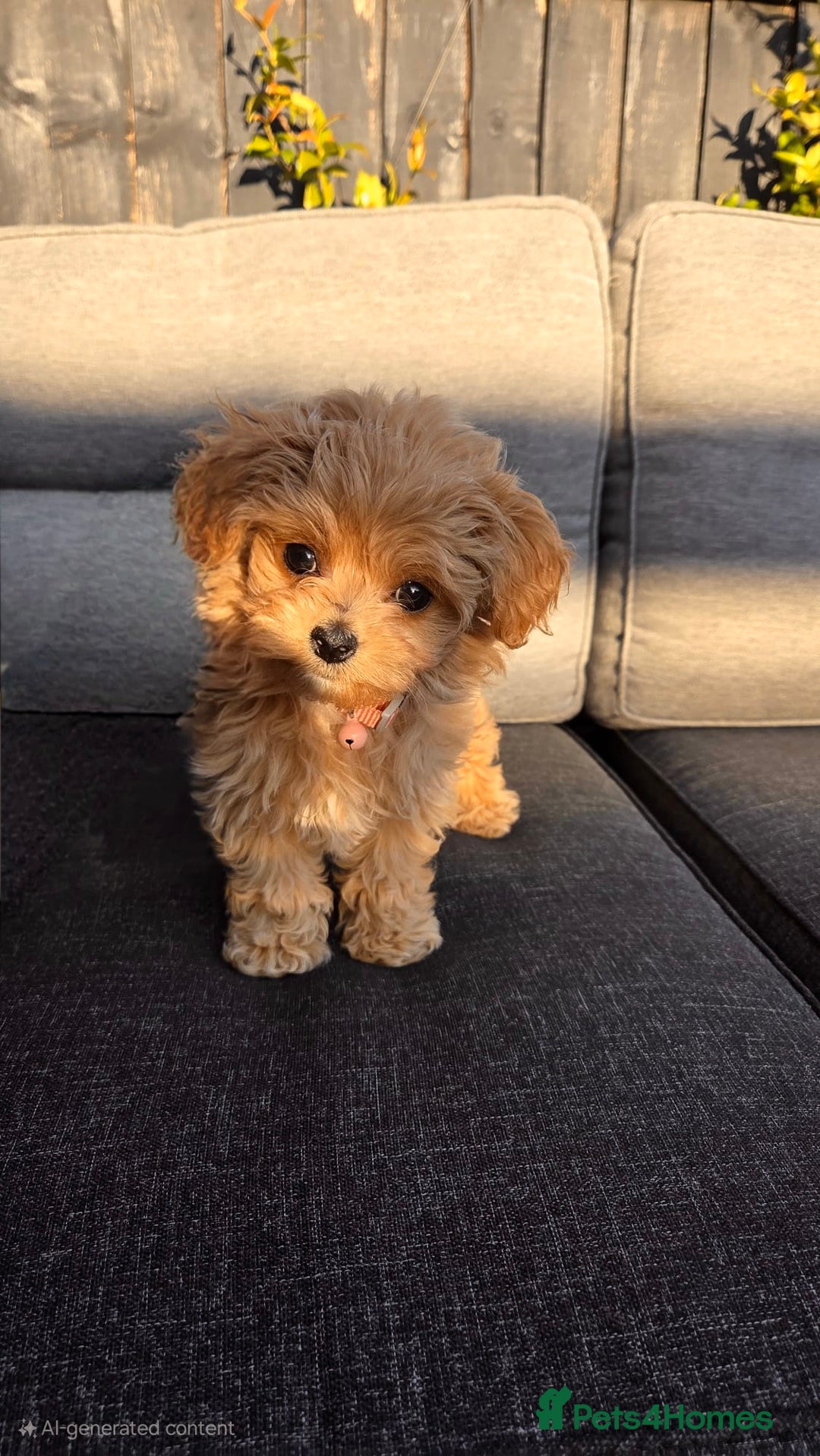Maltipoo dogs for sale: Quality Exceptionally small maltipoos   - Image 1