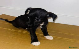 Dachshund dogs for sale: Dachshund Puppies - Image 3