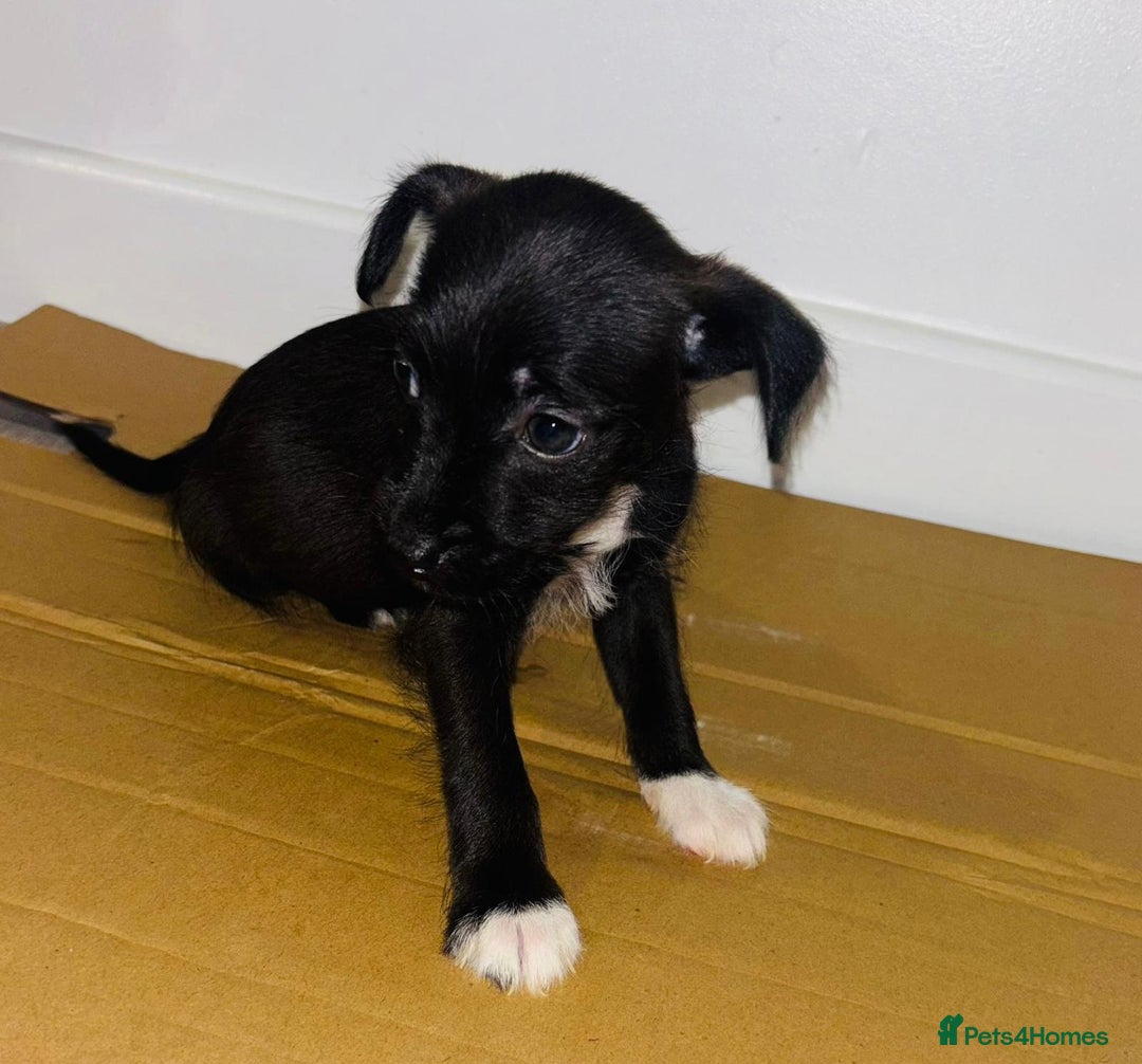 Dachshund dogs for sale: Dachshund Puppies - Image 3