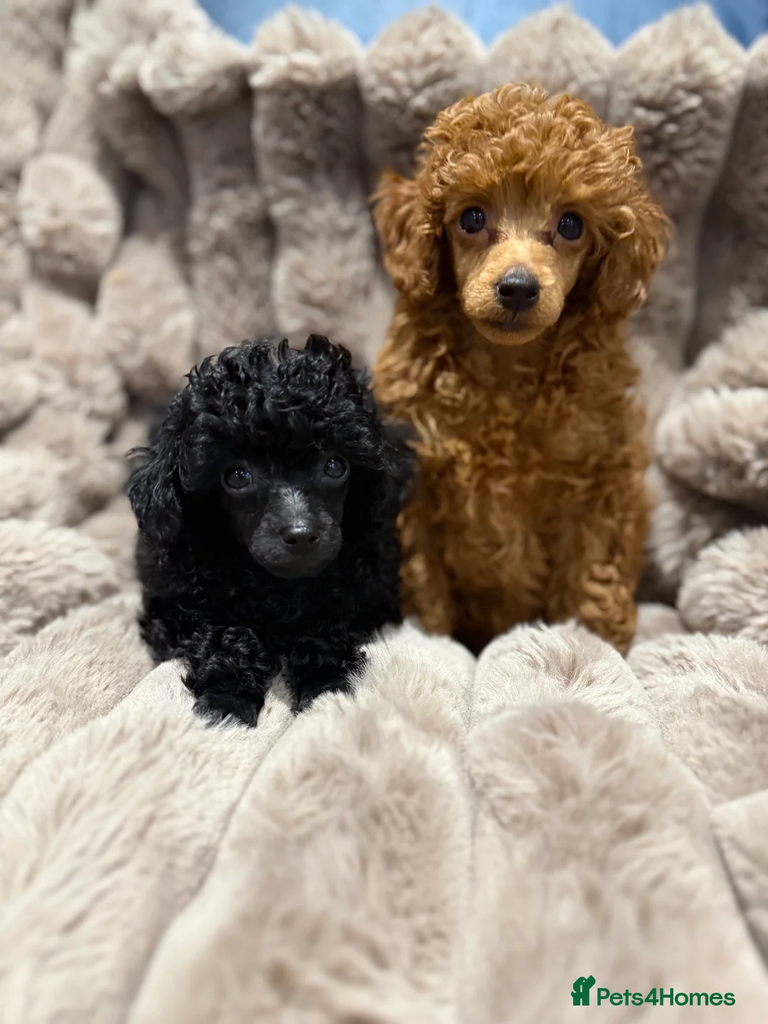 Toy Poodle dogs for sale: KC Reg Toy Poodles  - Advert 1