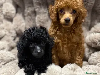 Toy Poodle dogs KC Reg Toy Poodles - Advert 13