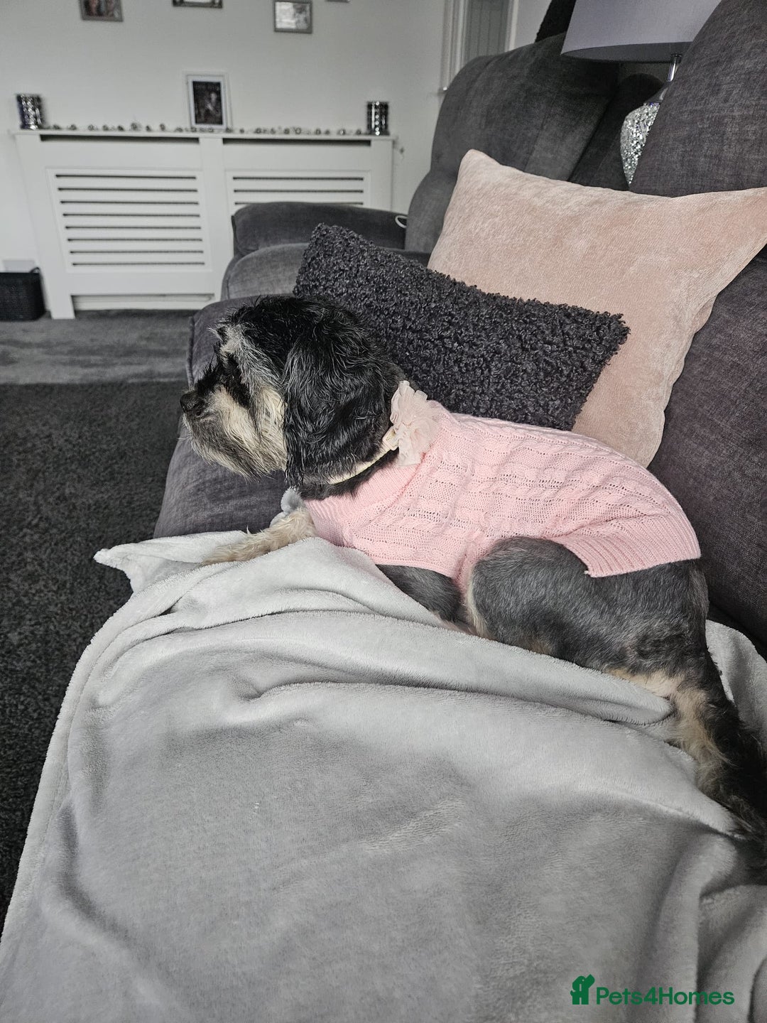 Malshi dogs for sale: Brandi shihtzu x - Image 2