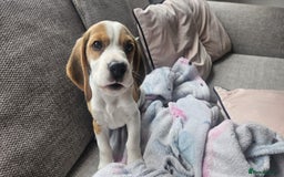 Beagle dogs for sale: KC Registered Pedigree Male Beagle Pup - Image 2