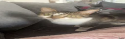 Mixed Breed cats for sale: female cat needs new home asap. - Advert 1