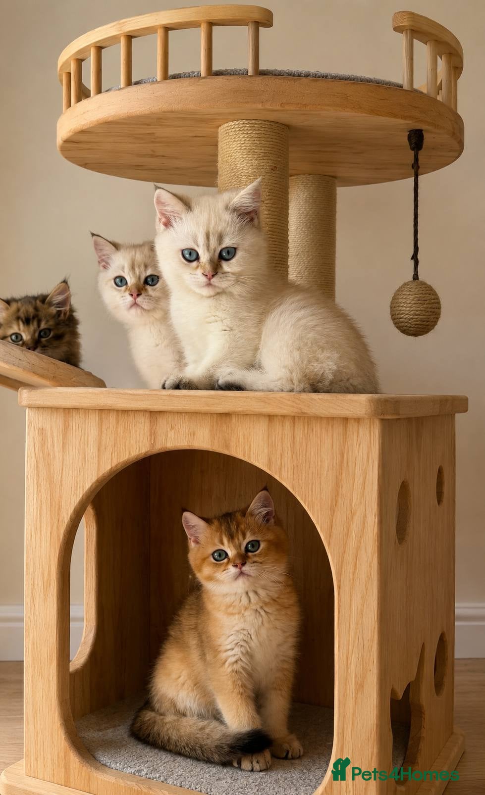 British Longhair cats  BSH white 1000£ BLH brown tabby 500£  - Advert 15