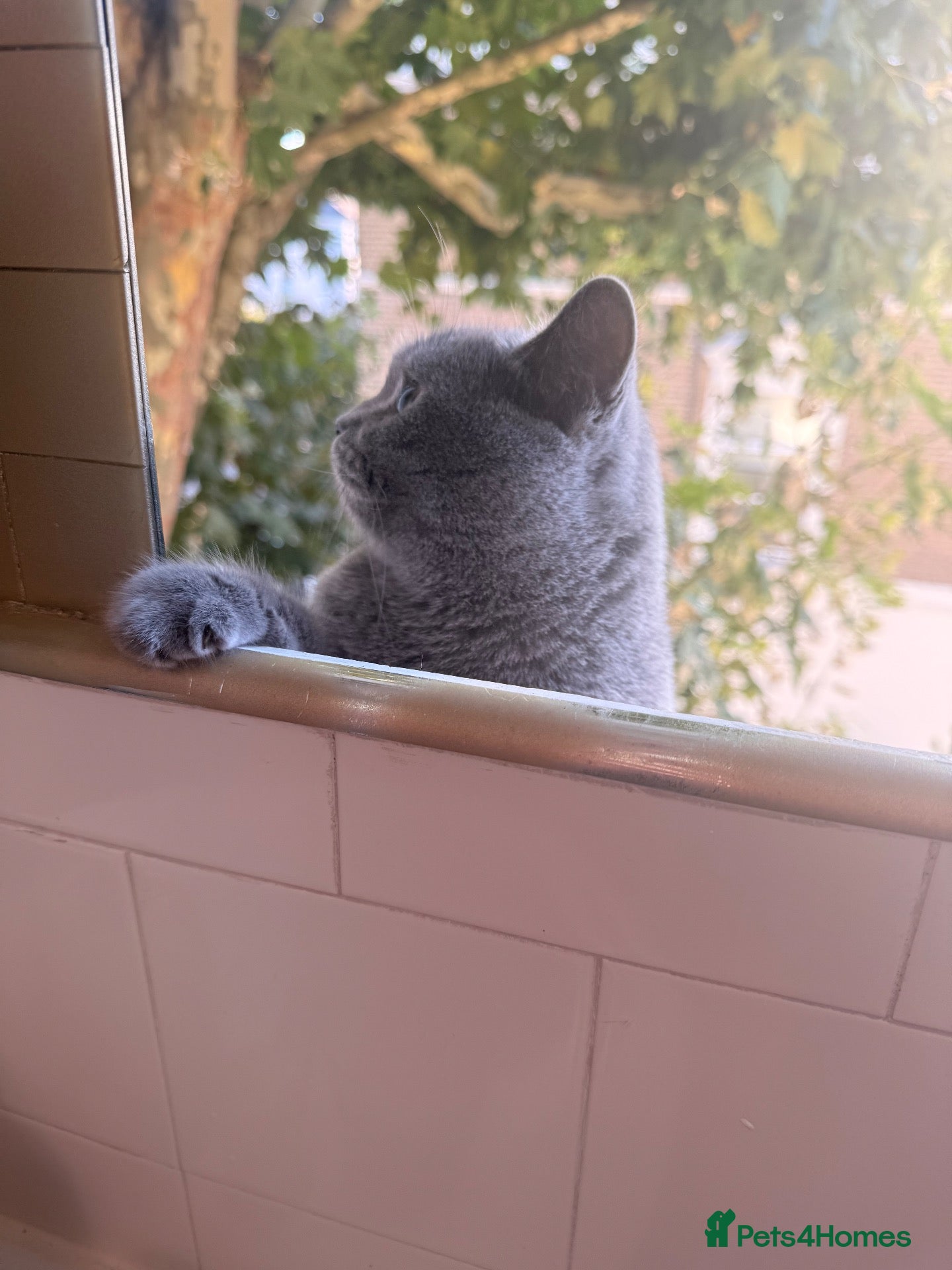 British Shorthair cats Gorgeous British short hair 5 months old kitten  - Advert 1