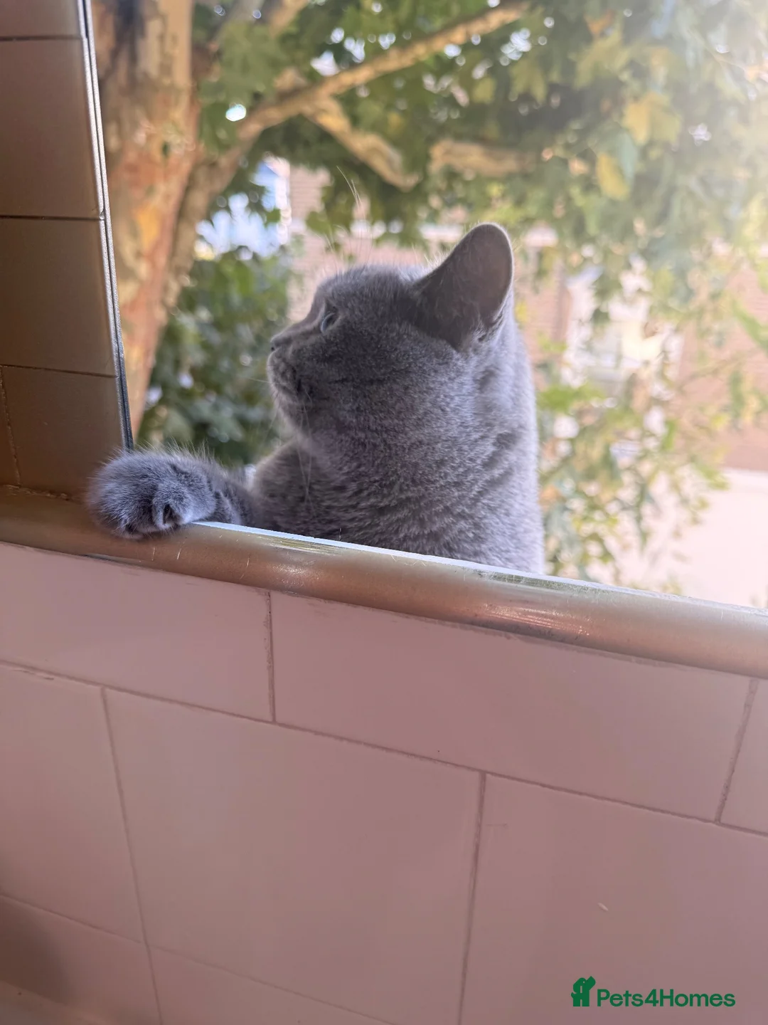 British Shorthair cats for sale: Gorgeous British short hair 5 months old kitten  - Advert 1