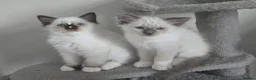 Ragdoll cats for sale: Gorgeous mitted Ragdoll girls - Advert 1