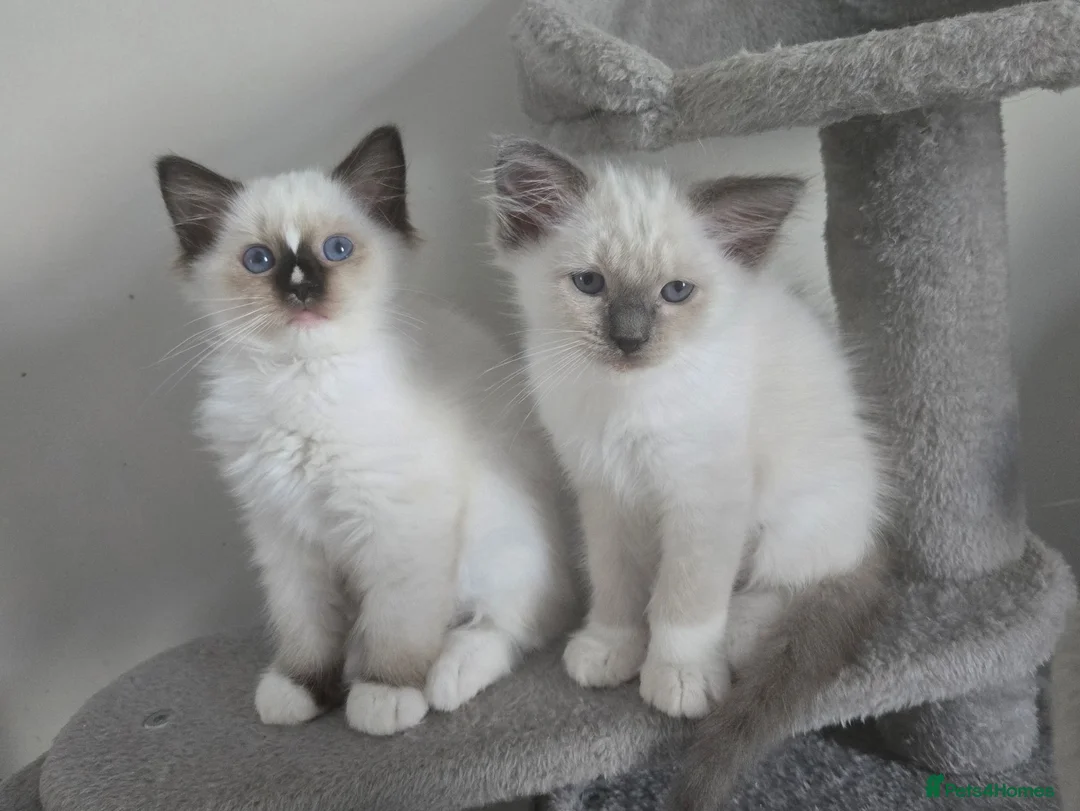Ragdoll cats for sale: Gorgeous mitted Ragdoll girls - Advert 1