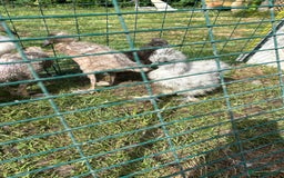 Chickens poultry for sale: Silkie pullets  - Image 3