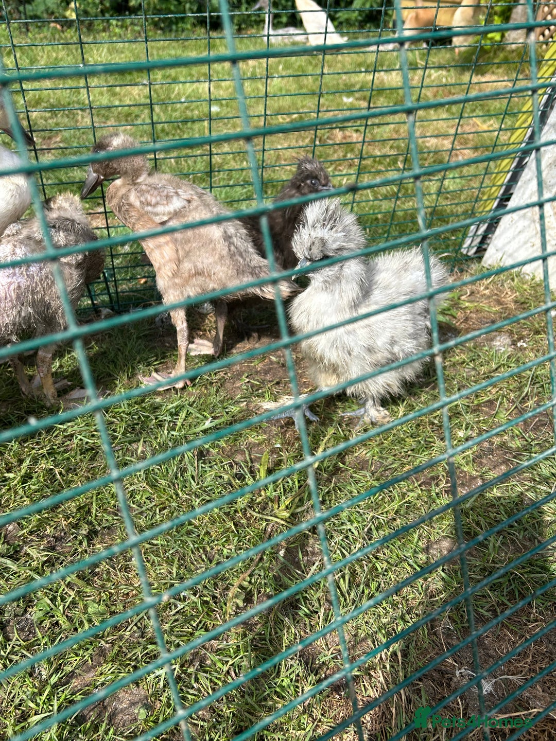 Chickens poultry for sale: Silkie pullets  - Image 3