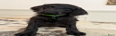 Weimaraner 5