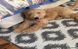 Mixed Breed dogs for sale: Cavapoo - Image 7