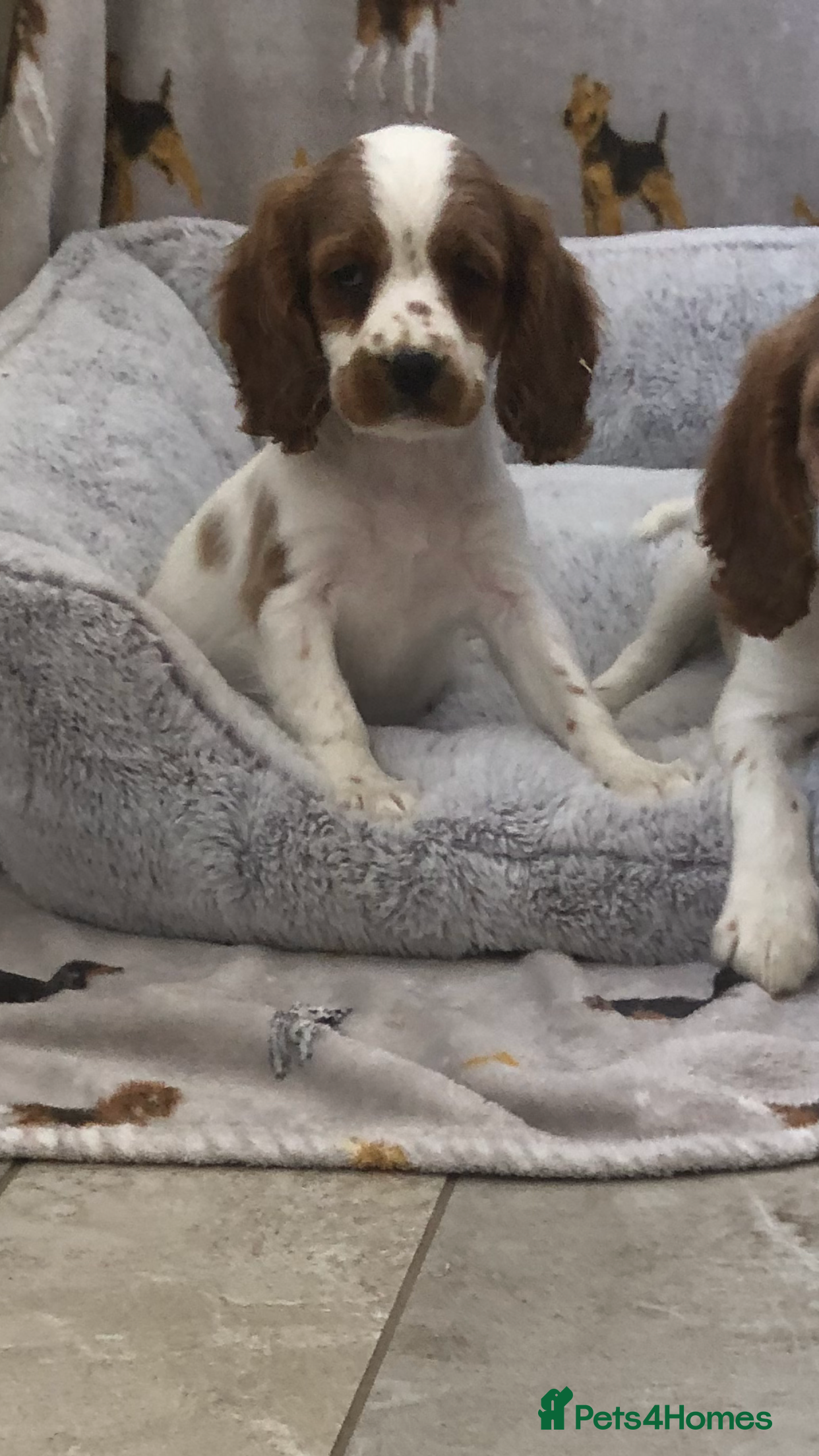 Cockalier dogs Cockalier puppies 🐶  - Advert 2