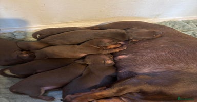 Miniature Dachshund dogs - Advert 1