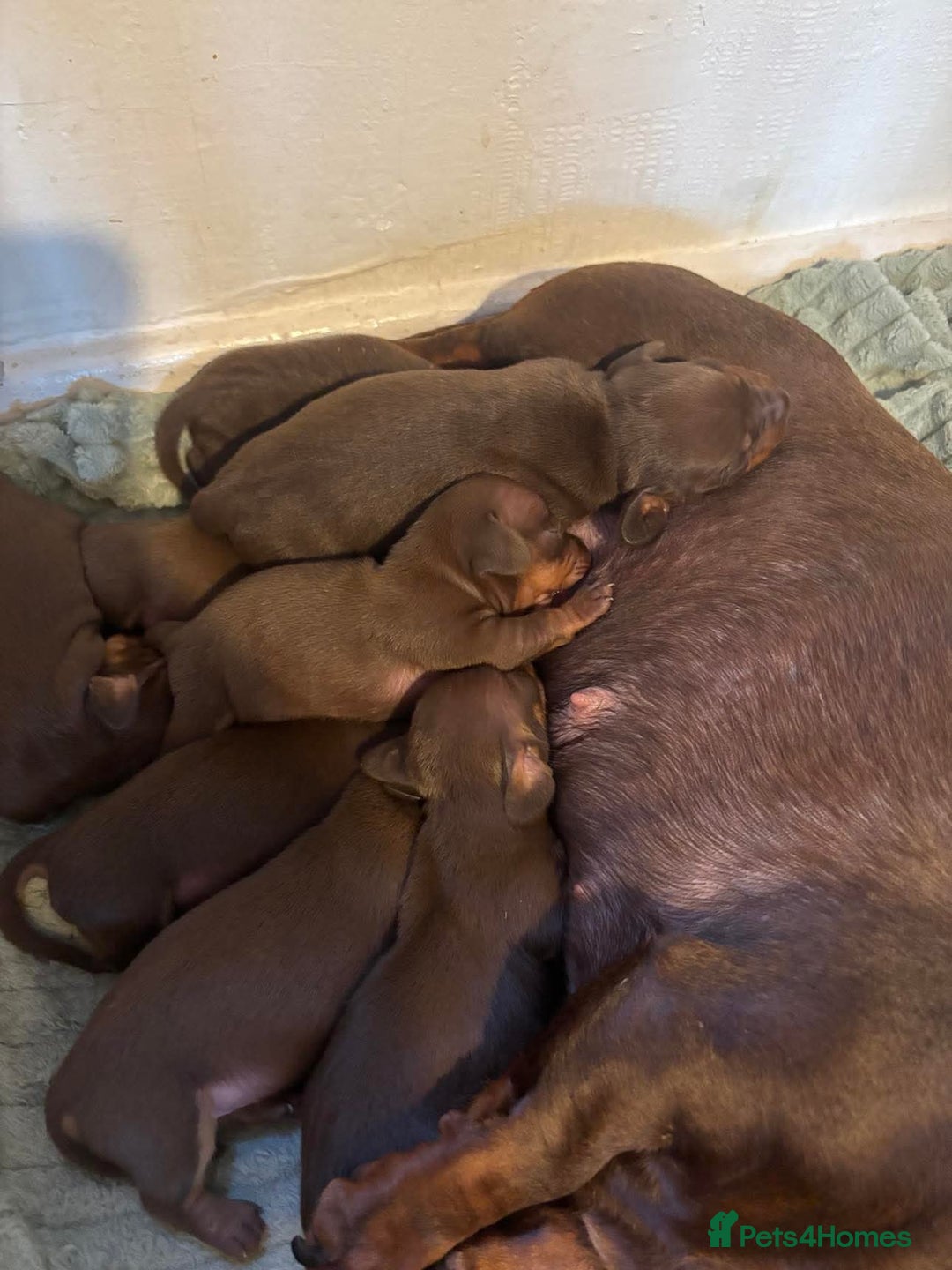 Miniature Dachshund dogs for sale: Pure miniature dachshunds - Image 2